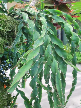 LEPISMIUM cruciforme Hurricane Cactus